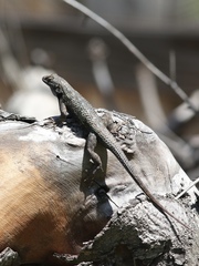 Sceloporus occidentalis