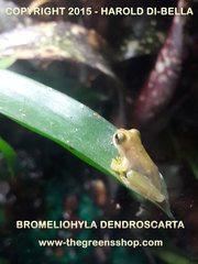Bromeliohyla dendroscarta