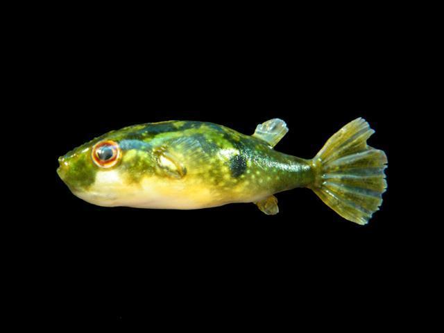 Ocellated Puffer