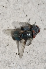 Protocalliphora