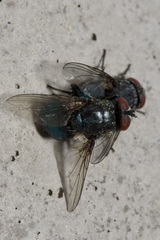 Protocalliphora