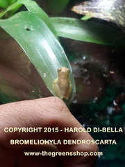 Bromeliohyla dendroscarta