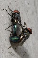 Protocalliphora
