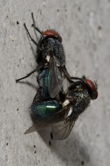 Protocalliphora
