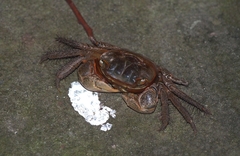 Orisarma neglectum