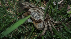 Orisarma neglectum