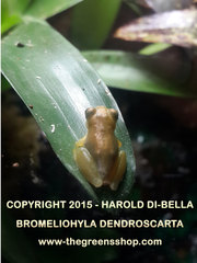 Bromeliohyla dendroscarta