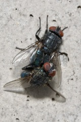 Protocalliphora