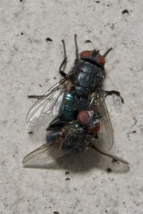 Protocalliphora