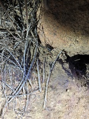 Protolophus singularis