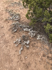 Grusonia clavata
