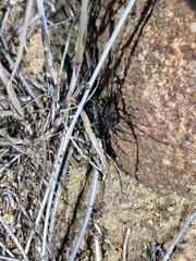 Protolophus singularis