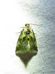 Maliattha synochitis