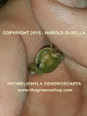 Bromeliohyla dendroscarta