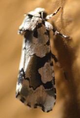 Emarginea percara