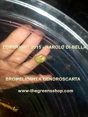 Bromeliohyla dendroscarta