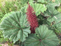 Gunnera insignis