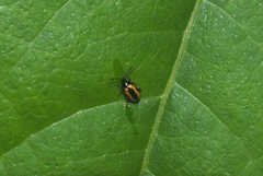 Phyllotreta striolata