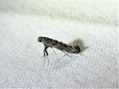Gracillariinae