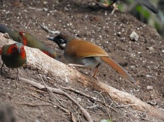 Pterorhinus caerulatus