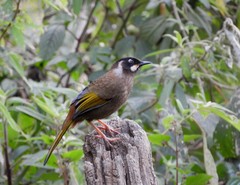 Trochalopteron affine