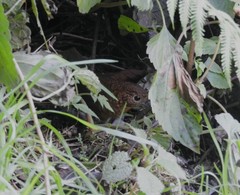 Pnoepyga albiventer