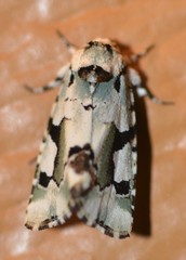 Emarginea percara
