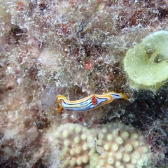 Chromodoris colemani