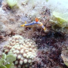 Chromodoris colemani