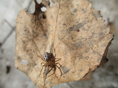 Stemonyphantes lineatus