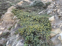 Acmispon dendroideus dendroideus