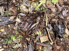 Dactylanthus taylorii