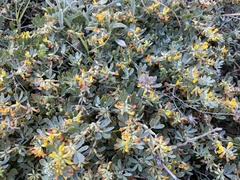 Acmispon dendroideus dendroideus