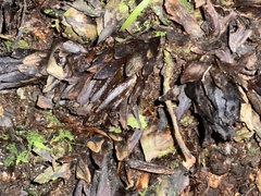 Dactylanthus taylorii