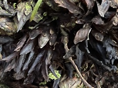 Dactylanthus taylorii