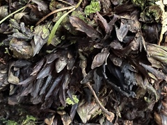 Dactylanthus taylorii