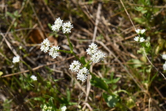Valerianella amarella