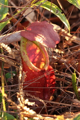 Nepenthes