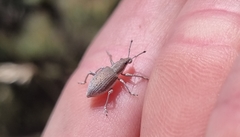 Evas argenteiventris