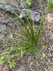 Xerophyllum tenax