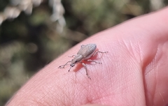 Evas argenteiventris