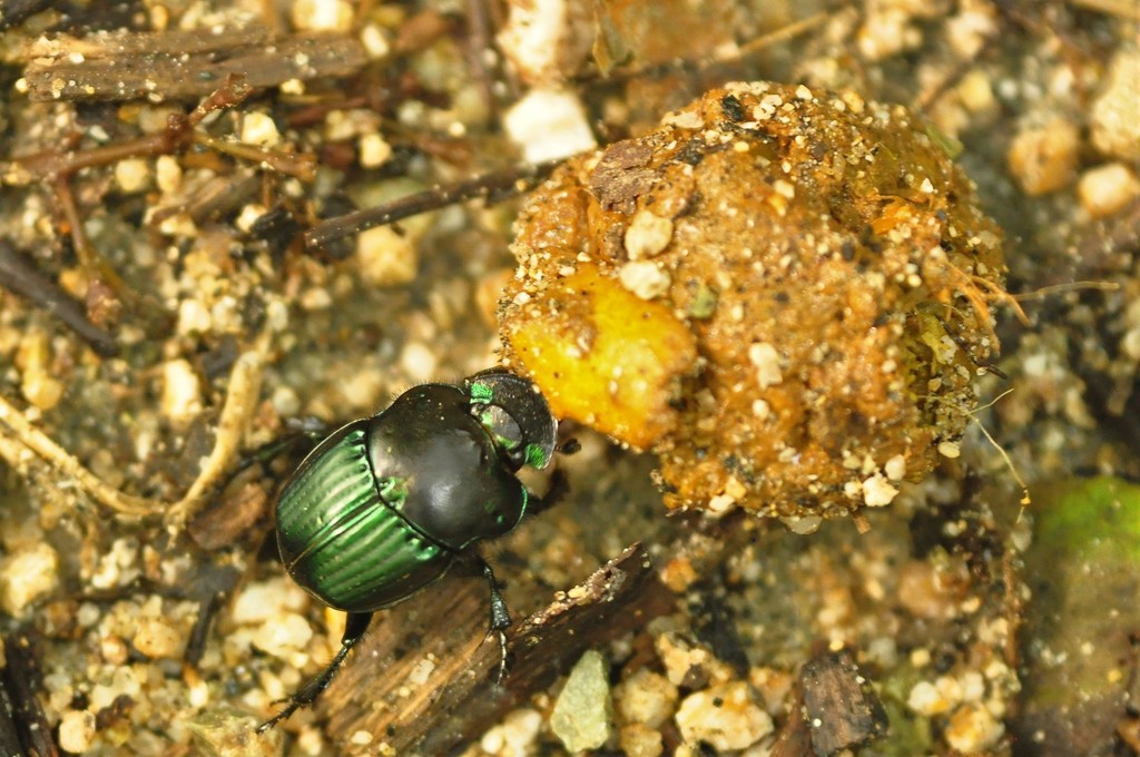 Phanaeus prasinus