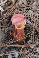 Nepenthes