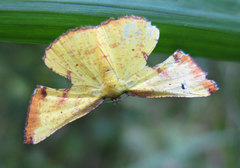 Corymica pryeri