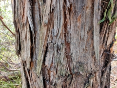Eucalyptus tricarpa