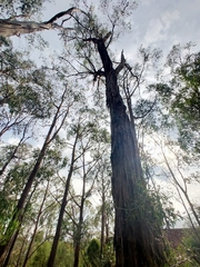 Eucalyptus tricarpa