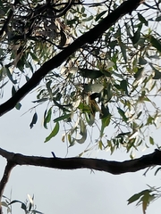 Eucalyptus tricarpa