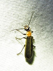 Podabrus flavicollis