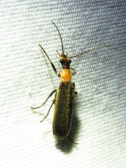 Podabrus flavicollis