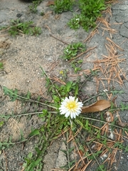 Taraxacum coreanum